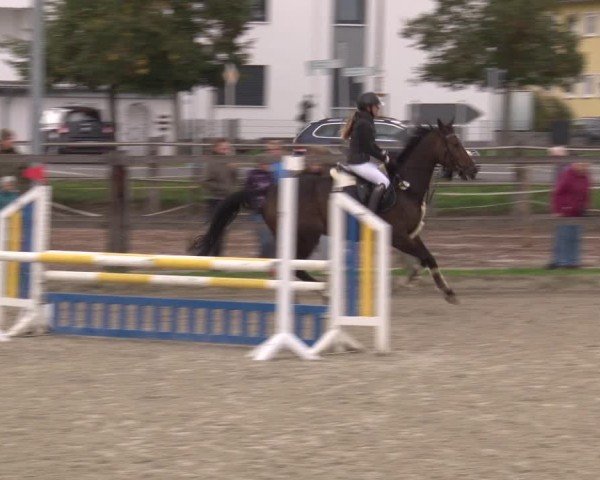 Reitturnier Poxdorf/Ofr 2024
