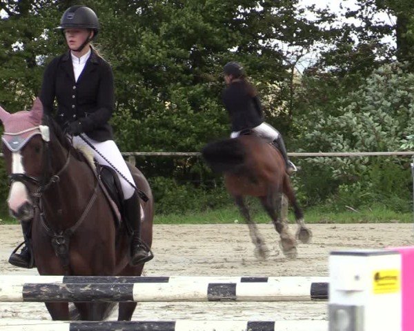 Reitturnier Springe 2024