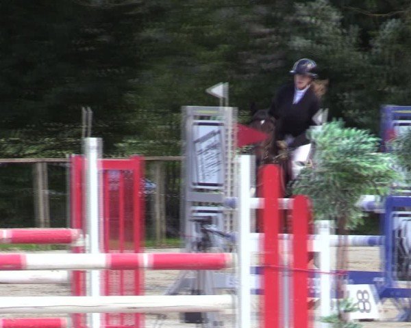 Reitturnier Springe 2024