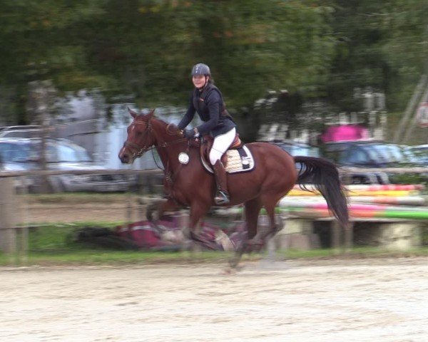 Reitturnier Springe 2024