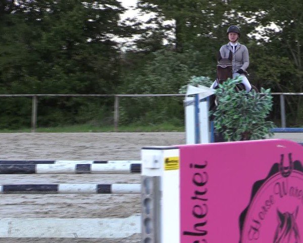 Reitturnier Springe 2024