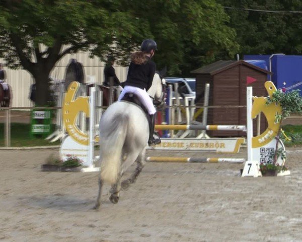 Reitturnier Springe 2024