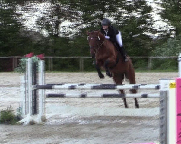Reitturnier Springe 2024