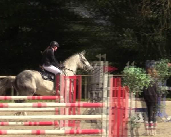 Reitturnier Springe 2024