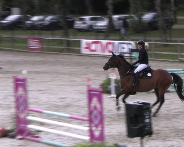 Reitturnier Westergellersen 2024