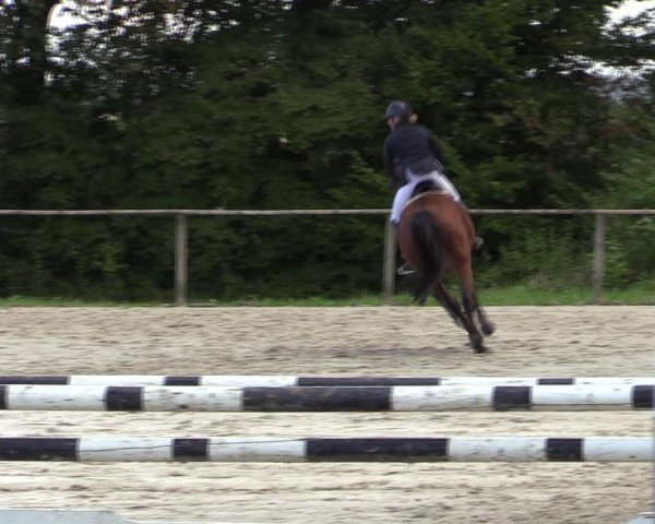 Reitturnier Springe 2024
