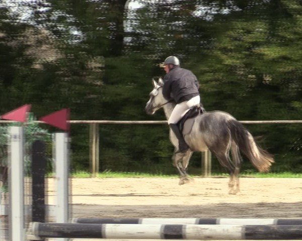 Reitturnier Springe 2024