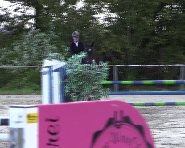 Reitturnier Springe 2024