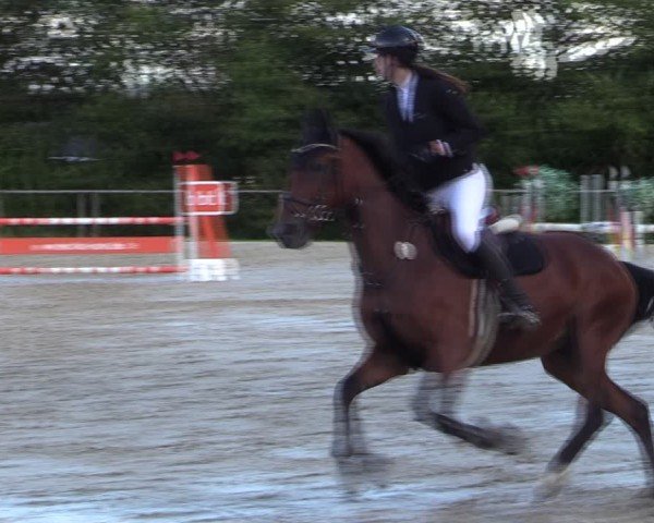 Reitturnier Springe 2024
