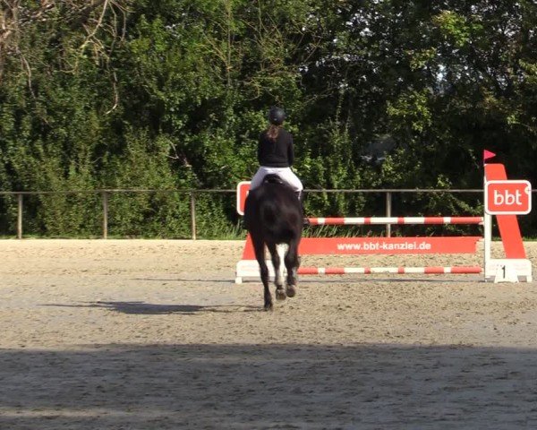 Reitturnier Springe 2024