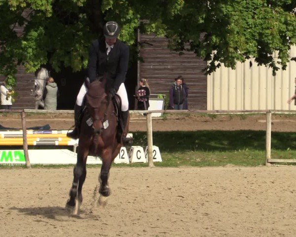 Reitturnier Springe 2024