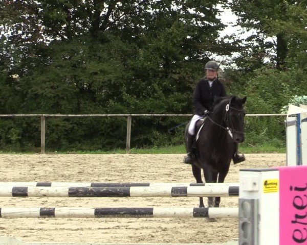 Reitturnier Springe 2024