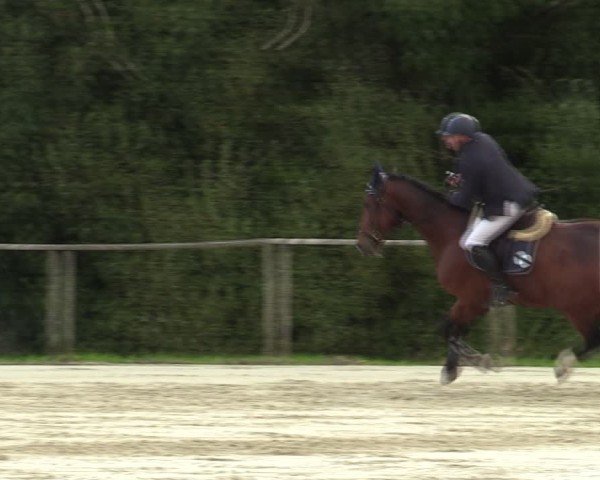 Reitturnier Springe 2024