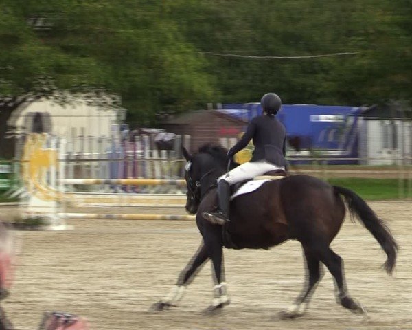 Reitturnier Springe 2024
