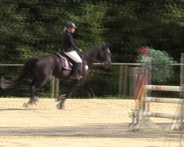 Reitturnier Springe 2024