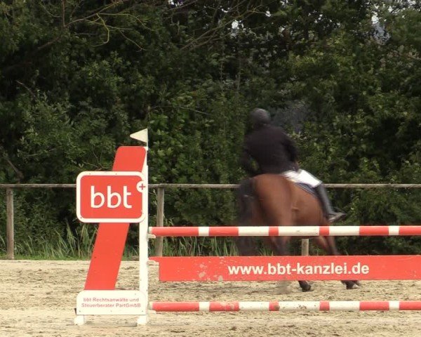 Reitturnier Springe 2024