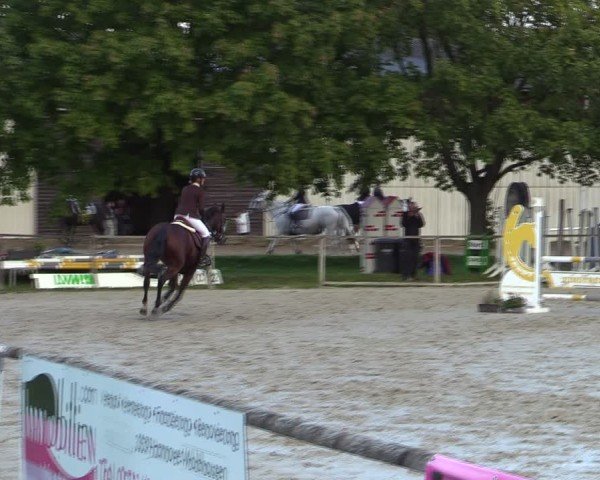 Reitturnier Springe 2024
