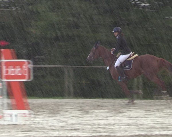 Reitturnier Springe 2024