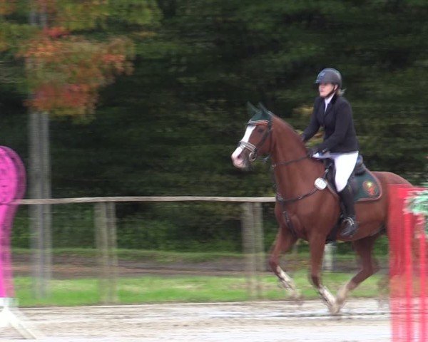 Reitturnier Springe 2024