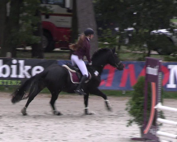 Reitturnier Westergellersen 2024
