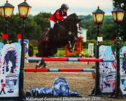 stallion Calato Kama (Holsteiner, 2004, from Calato)