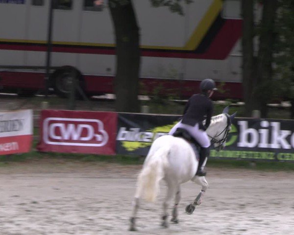 Reitturnier Westergellersen 2024