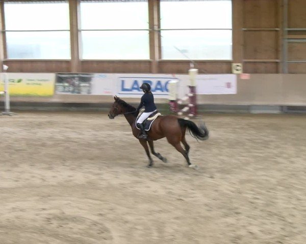 Reitturnier Winterthur 2024