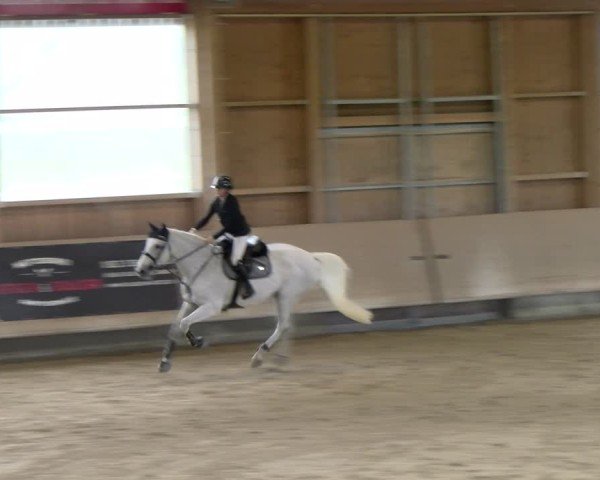 Reitturnier Winterthur 2024