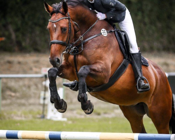 jumper Gana B (Zangersheide riding horse, 2019, from George Z) jumper Gana B (Zangersheide riding horse, 2019, from George Z)