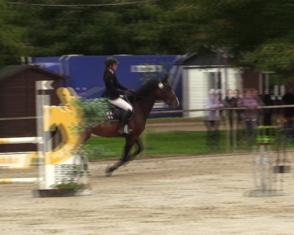 Reitturnier Springe 2024