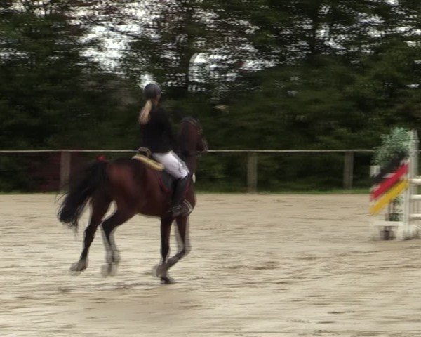 Reitturnier Springe 2024