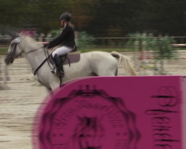 Reitturnier Springe 2024