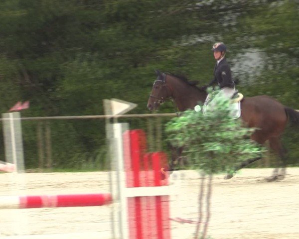Reitturnier Springe 2024