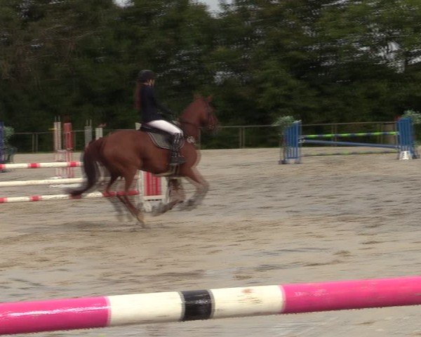 Reitturnier Springe 2024