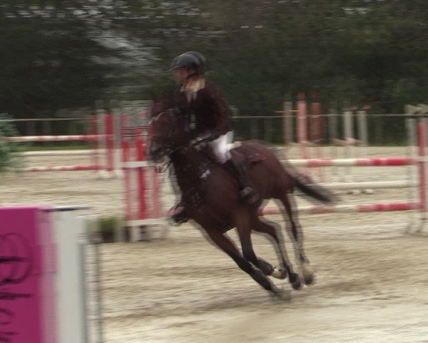 Reitturnier Springe 2024