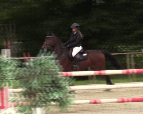 Reitturnier Springe 2024