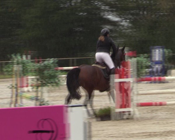 Reitturnier Springe 2024