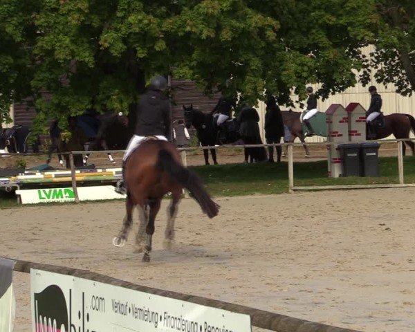 Reitturnier Springe 2024