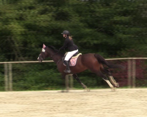 Reitturnier Springe 2024