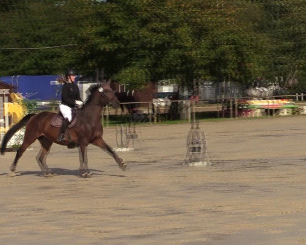 Reitturnier Springe 2024