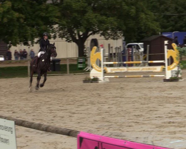 Reitturnier Springe 2024