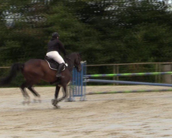 Reitturnier Springe 2024