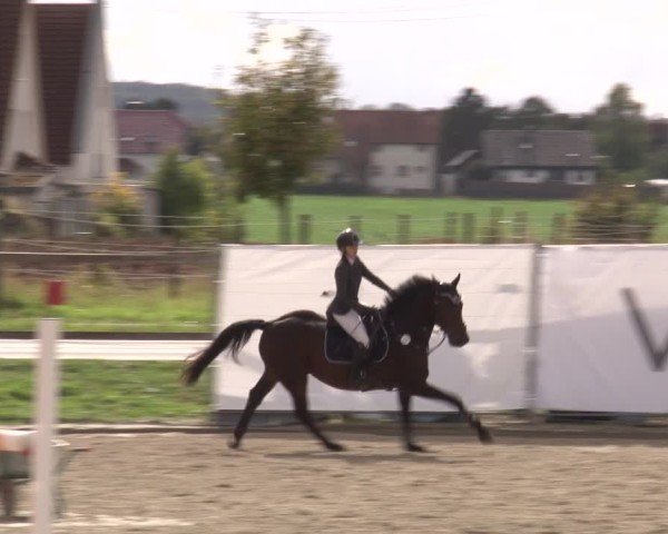 Reitturnier Poxdorf/Ofr 2024