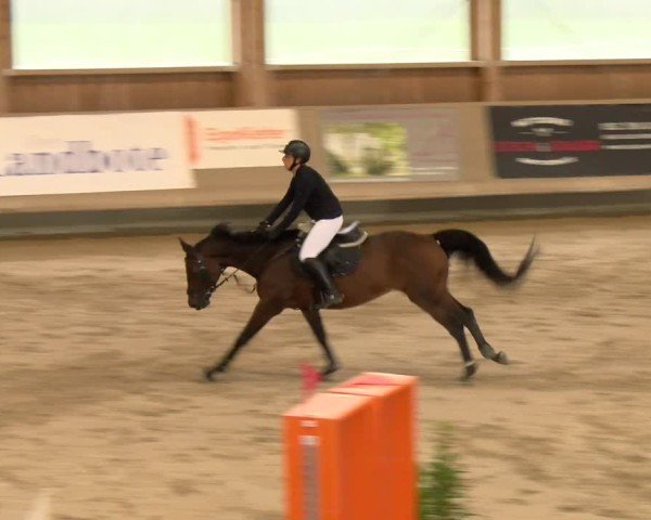 Reitturnier Winterthur 2024