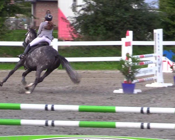 Reitturnier Mildstedt - Jumping Team Nord - 2024