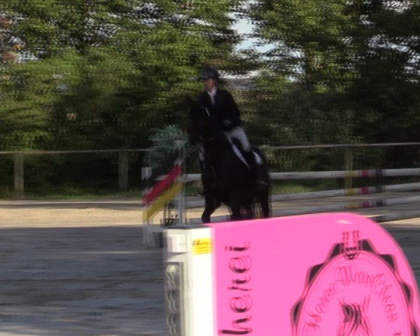 Reitturnier Springe 2024