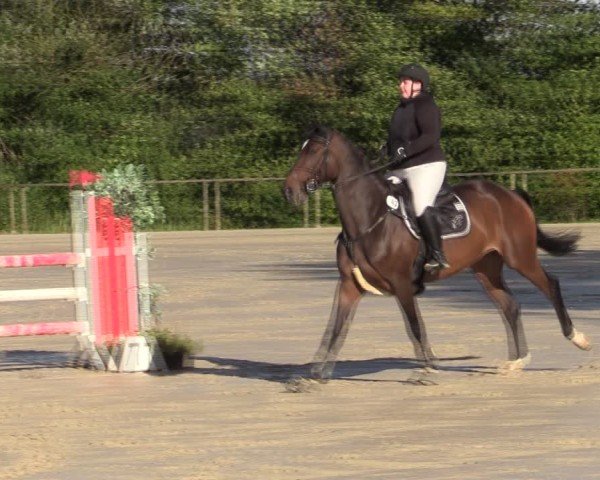 Reitturnier Springe 2024