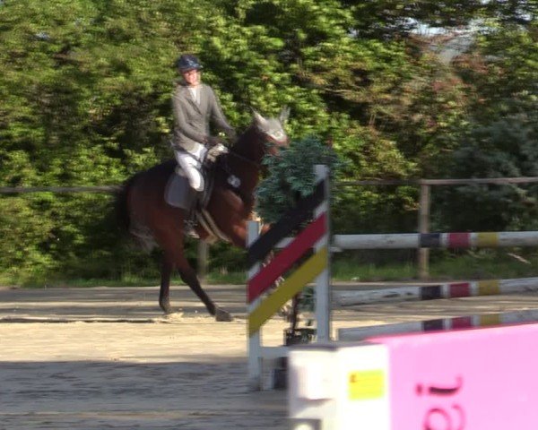 Reitturnier Springe 2024