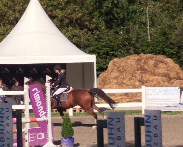 Reitturnier Mildstedt - Jumping Team Nord - 2024