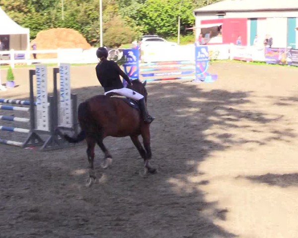 Reitturnier Mildstedt - Jumping Team Nord - 2024
